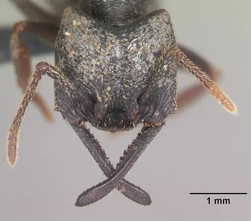 Mystrium rogeri - CASENT0009349