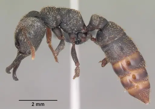 Mystrium rogeri - CASENT0009349