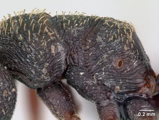 Mystrium rogeri - CASENT0009349