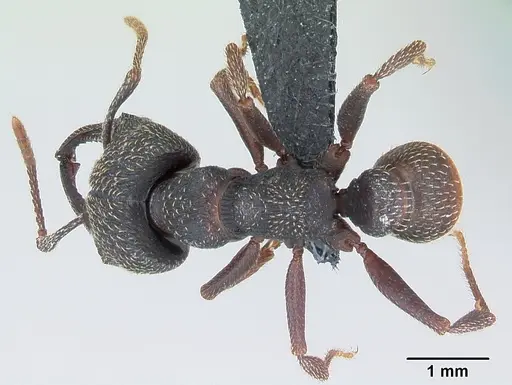 Mystrium rogeri - CASENT0009965