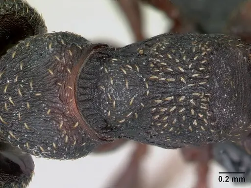 Mystrium rogeri - CASENT0009965