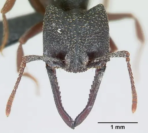 Mystrium rogeri - CASENT0009965