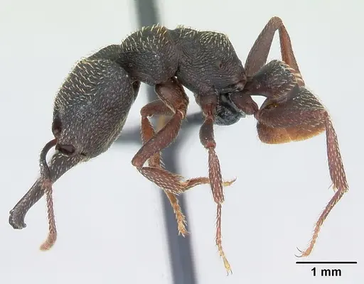 Mystrium rogeri - CASENT0009965