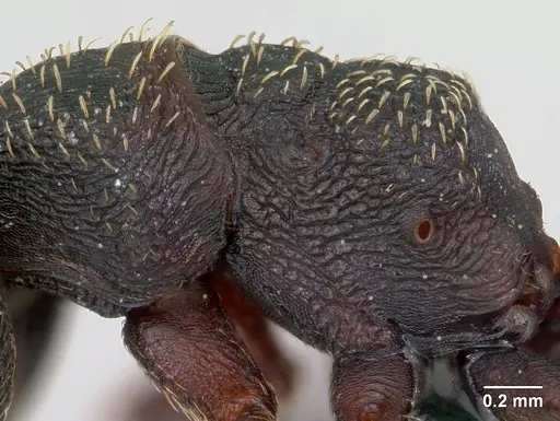 Mystrium rogeri - CASENT0009965