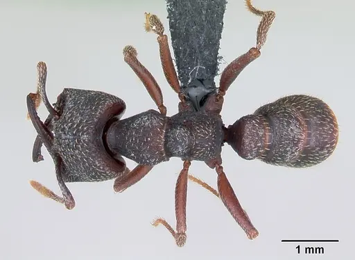 Mystrium rogeri - CASENT0009966