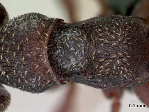 Mystrium rogeri - CASENT0009966