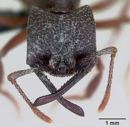 Mystrium rogeri - CASENT0009966