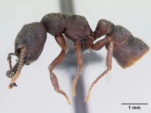 Mystrium rogeri - CASENT0009966