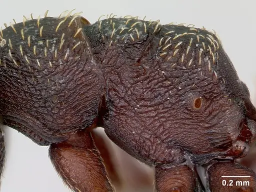 Mystrium rogeri - CASENT0009966