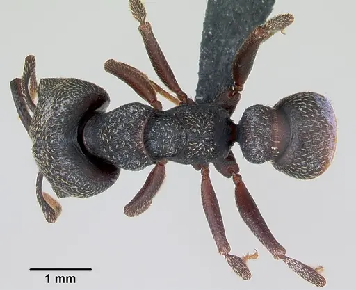 Mystrium rogeri - CASENT0009967