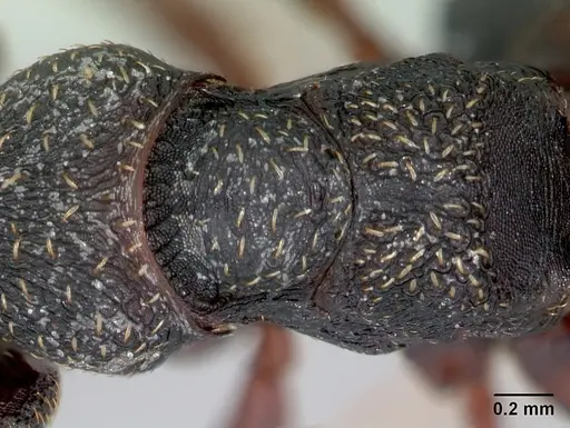 Mystrium rogeri - CASENT0009967