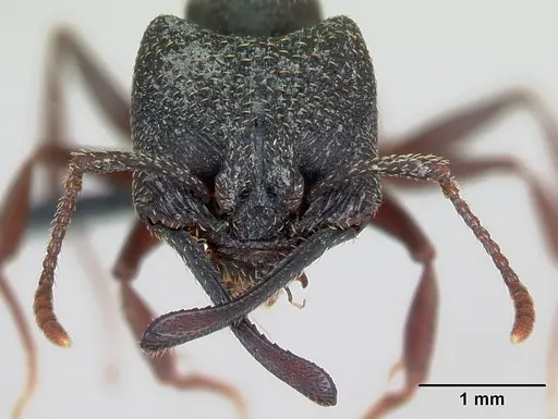 Mystrium rogeri - CASENT0009967