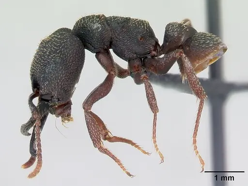 Mystrium rogeri - CASENT0009967