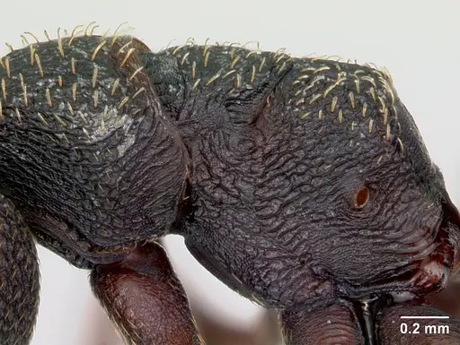 Mystrium rogeri - CASENT0009967