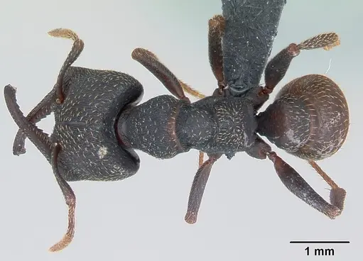 Mystrium rogeri - CASENT0009968