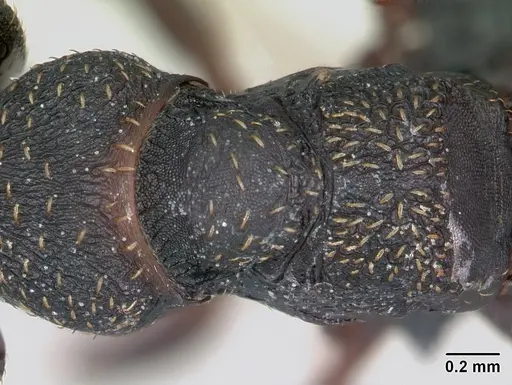 Mystrium rogeri - CASENT0009968