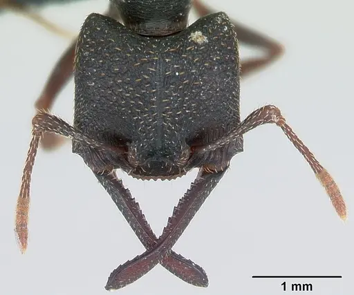 Mystrium rogeri - CASENT0009968