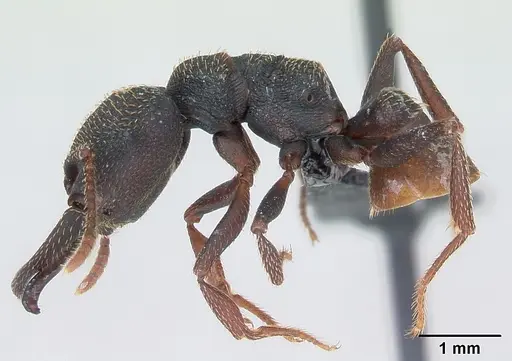 Mystrium rogeri - CASENT0009968