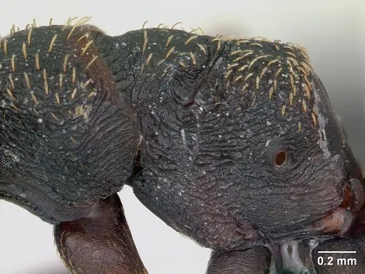 Mystrium rogeri - CASENT0009968