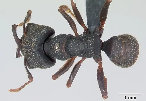 Mystrium rogeri - CASENT0009969