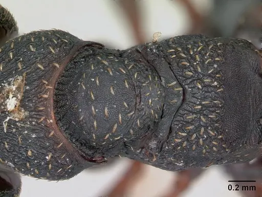 Mystrium rogeri - CASENT0009969