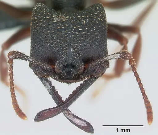 Mystrium rogeri - CASENT0009969