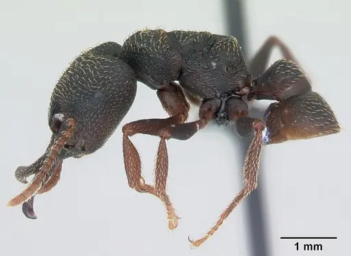 Mystrium rogeri - CASENT0009969