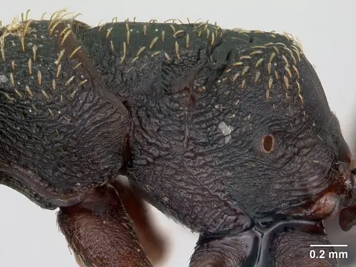 Mystrium rogeri - CASENT0009969