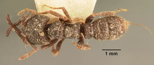 Mystrium rogeri - CASENT0101670