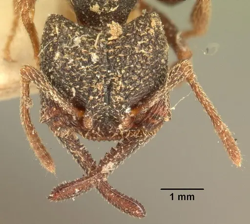 Mystrium rogeri - CASENT0101670