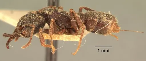 Mystrium rogeri - CASENT0101670