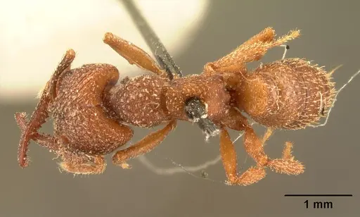 Mystrium rogeri - CASENT0101872