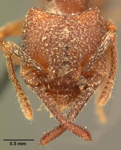 Mystrium rogeri - CASENT0101872