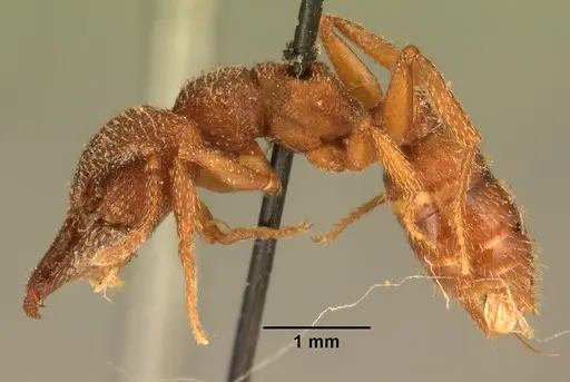 Mystrium rogeri - CASENT0101872