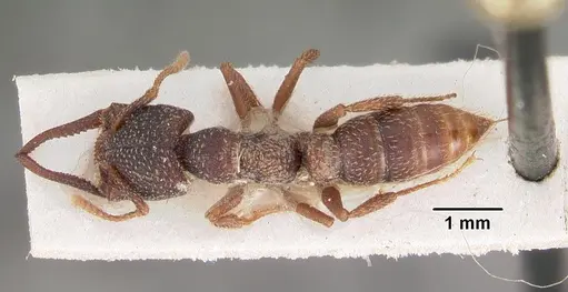 Mystrium rogeri - CASENT0102172