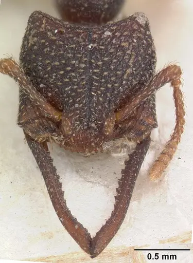 Mystrium rogeri - CASENT0102172