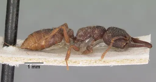 Mystrium rogeri - CASENT0102172