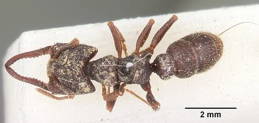 Mystrium rogeri - CASENT0104555