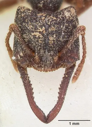 Mystrium rogeri - CASENT0104555