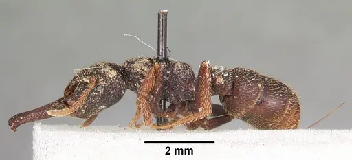 Mystrium rogeri - CASENT0104555