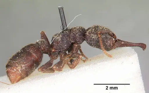 Mystrium rogeri - CASENT0104555