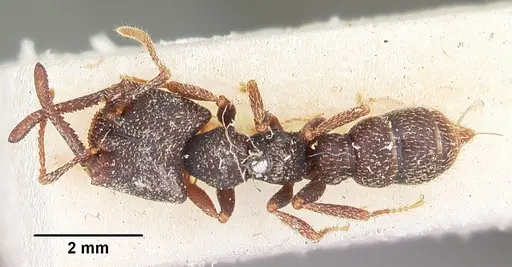 Mystrium rogeri - CASENT0104556