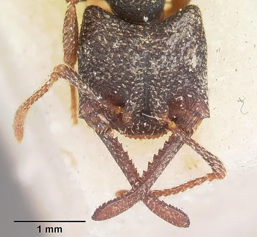 Mystrium rogeri - CASENT0104556