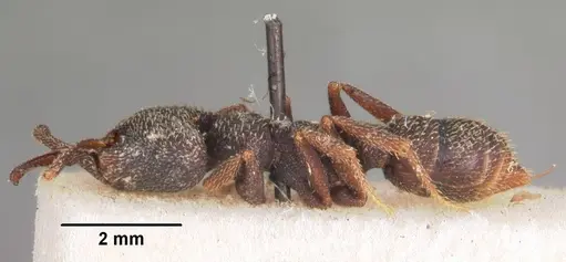 Mystrium rogeri - CASENT0104556