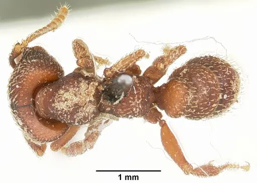 Mystrium rogeri - CASENT0104560