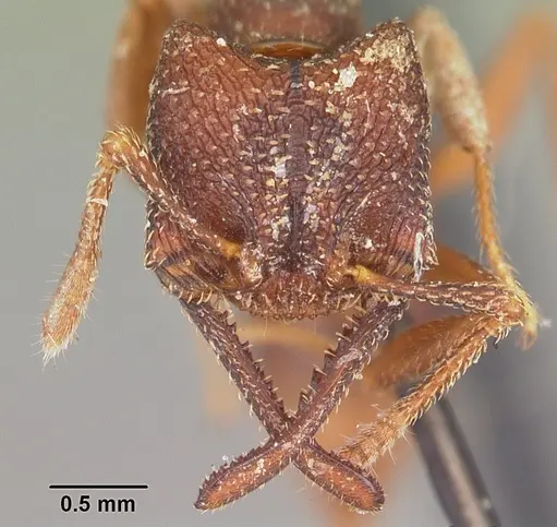 Mystrium rogeri - CASENT0104560