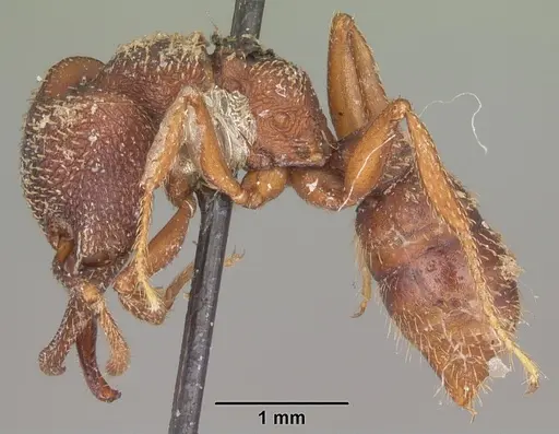 Mystrium rogeri - CASENT0104560