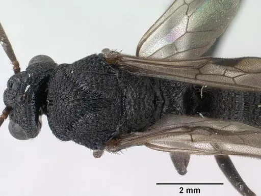 Mystrium rogeri - CASENT0143795