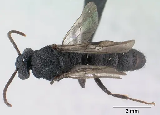 Mystrium rogeri - CASENT0143795