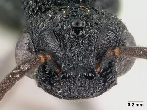 Mystrium rogeri - CASENT0143795